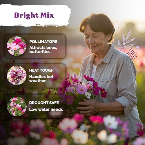 3 000 Mix Sensation Cosmos Heirloom Flower Seeds