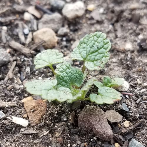 Herb Seeds to Plant Horehound (5 Packs)