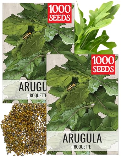 Arugula Seeds to Plant Heirloom Non (2 Packs)
