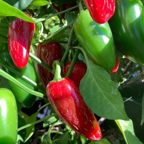 Serrano Pepper Plants Live (Serrano Pepper)