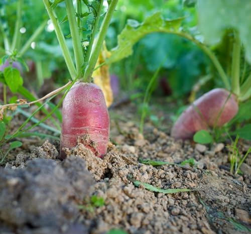 625+ Purple Plum Radish Seeds for Planting