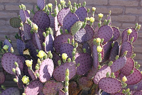 3 Cuttings Purple Prickly Pear Cactus Opuntia Violacea 6"