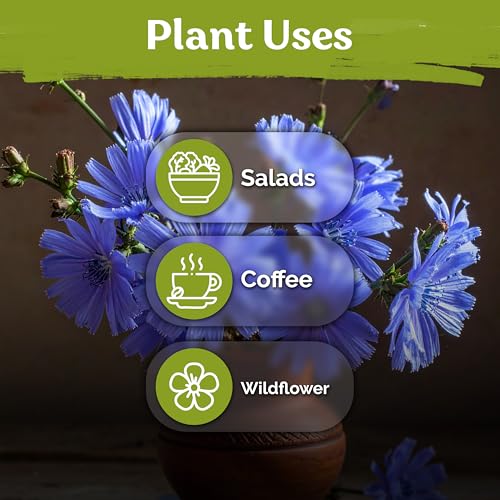 550 Chicory Heirloom Flower Seeds for Planting