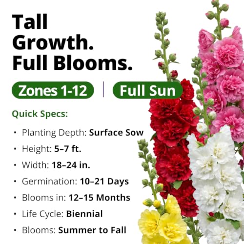 Summer Carnival Giant Hollyhock Seeds