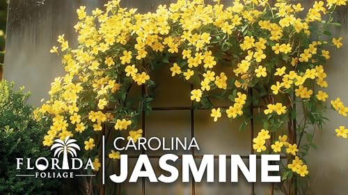 Carolina Jasmine (30 Count)