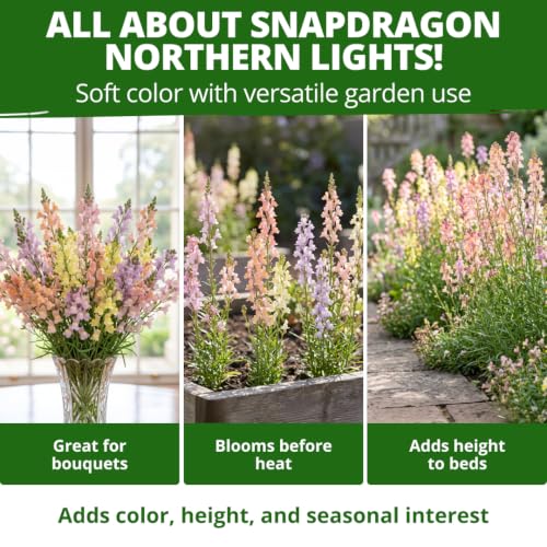 Northern Lights Snapdragon 6000 Flower Seeds Antirrhinum majus