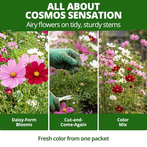 Sensation Dwarf Mix 600 Cosmos Flower Seeds Cosmos bipinnatus
