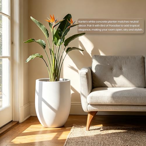 Large Round Bullet White Concrete Planter 21.7" Tall (White / 21.7" h)