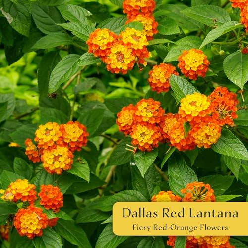 3 Dallas Red Lantana in 2.5” Nursery Cubes (3 Dallas Red Lantana)