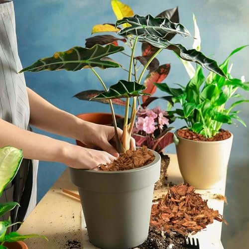 8 Pcs Coco Husk Chips for Plants