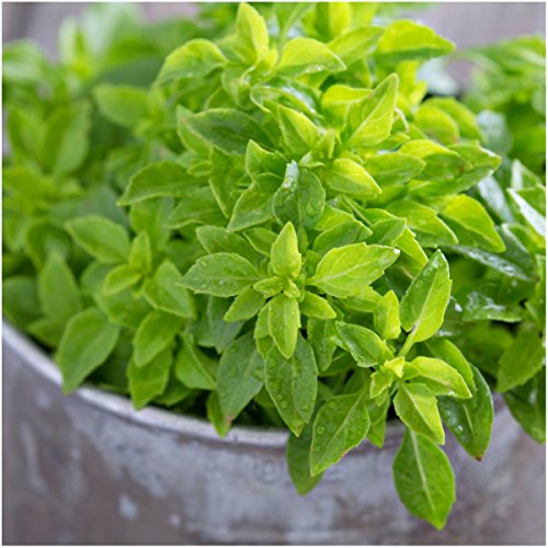 Herb Seeds to Plant Spicy Globe Basil (2 Packs)