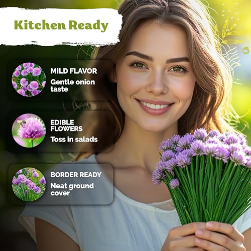 1 200 Chive Heirloom Herb Seeds for Planting