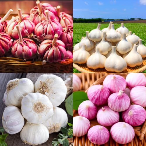 1 LB Top Size Hardneck Softneck Garlic Bulbs for Planting in Fall (Random Mix)