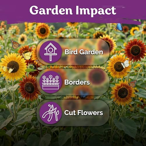 125 Autumn Beauty Mix Sunflower Heirloom Flower Seeds