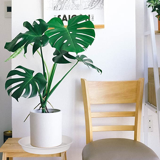 6 Pack of 7 inch Plant Saucer (7" (6 pack) / Creamy White)