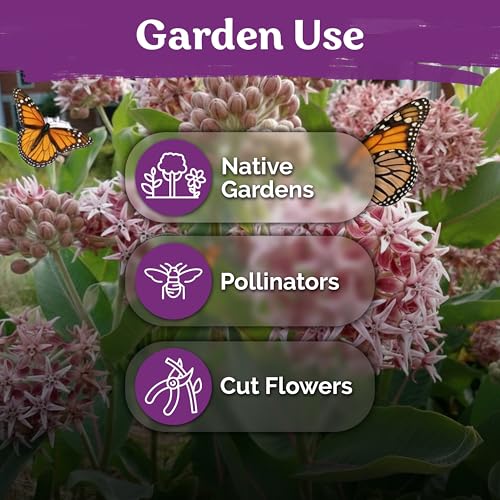 150 Showy Milkweed Heirloom Flower Seeds for Planting