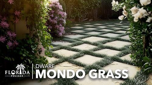 Dwarf Mondo Grass (40 Count)