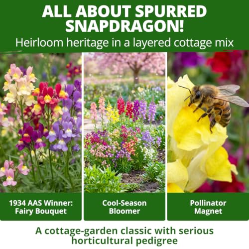 Fairy & Northern Lights 6000 Snapdragon Seeds Linaria maroccana
