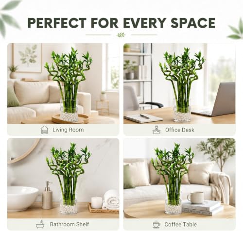 Lucky Bamboo Live Plant