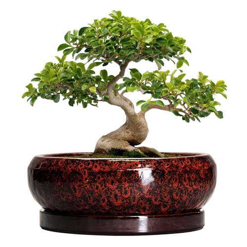 Bonsai Pots with Drainage Hole (13 Inch / Leopard Red)