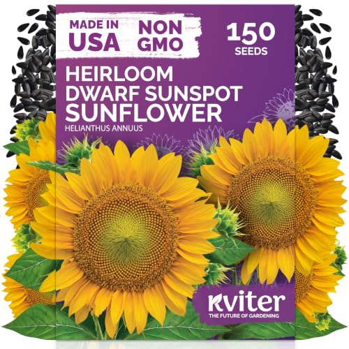 150 Dwarf Sunspot Sunflower Heirloom Flower Seeds