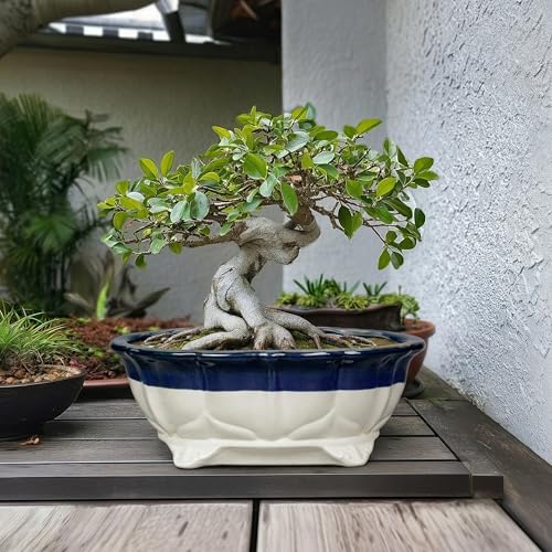 Ceramic Bonsai Tree Pots (13.5 Inch / Oval Beige-blue)