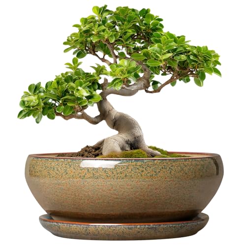 Bonsai Planter (10 Inch / Speckled Brown)