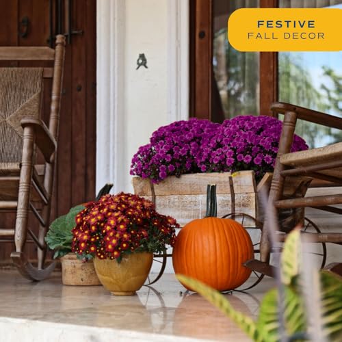 Garden Mums Live Outdoor Plant (Bushel Basket Flower Pot / 3 Qt. (Pack of 2) / Purple)