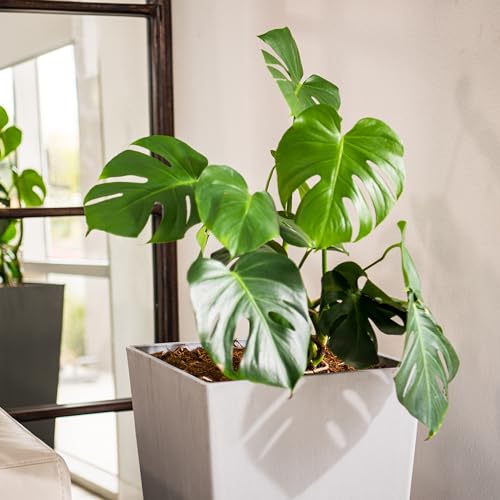 28 Inch Tall Square Tapered Planter (Gray / 28" H)