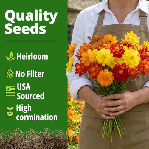 Cosmos Bright Lights Mix 5000 Flower Seeds Cosmos sulphureus