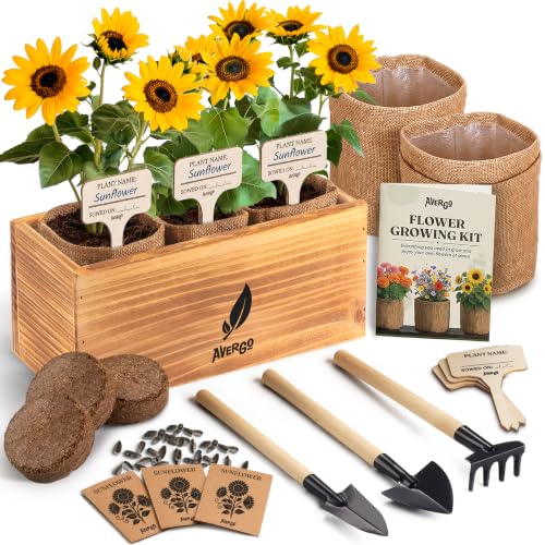 Sunflower Seeds Growing Kit