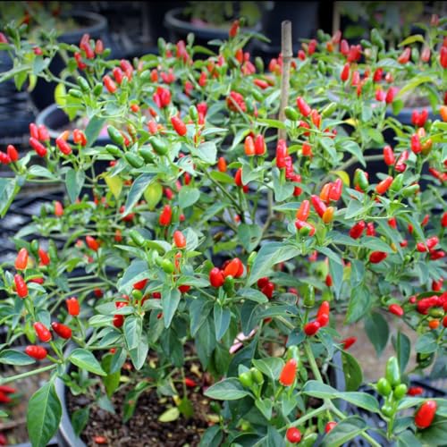 Red Chile Pequin Pepper Plant Live