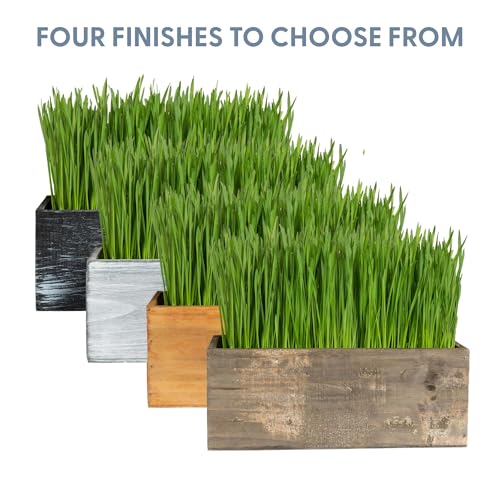 Cat Grass Kit with Rustic Wood Planter (Natural)