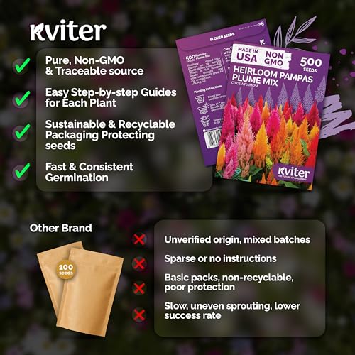 500 Mixed Pampas Plume Heirloom Flower Seeds for Planting
