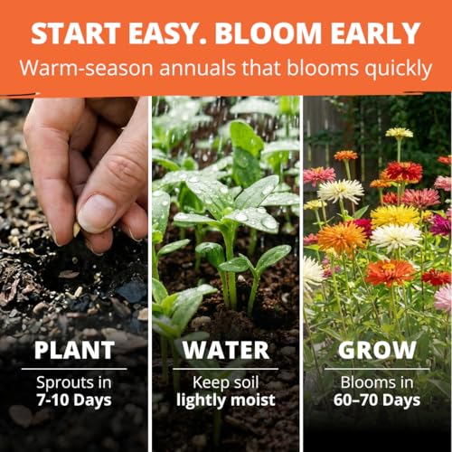 Zinnia Cactus Mix 2000 Flower Seeds Zinnia elegans