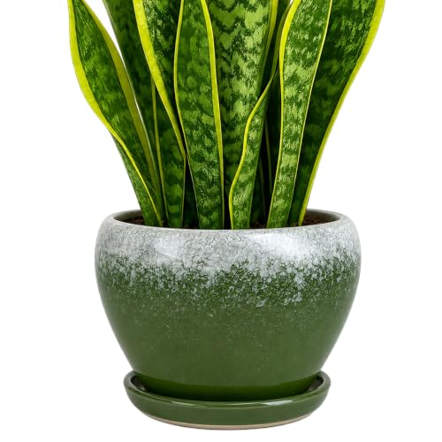 8 Inch Plant Pots (Blackish Green / 8 Inch)