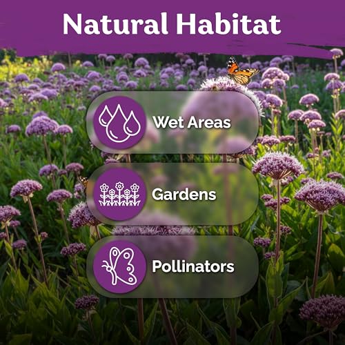 1500 Joe Pye Weed Heirloom Flower Seeds for Planting