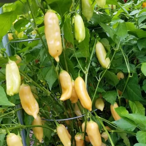 Yellow Banana Pepper Chili Live Plant (Yellow)