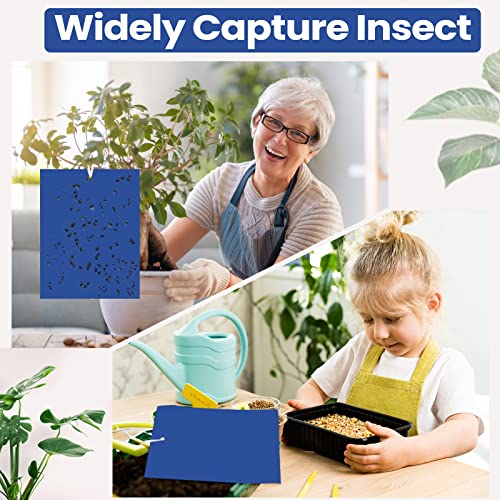100 Pcs 6x8 Inch Blue Sticky Traps for Thrips (100 Count)