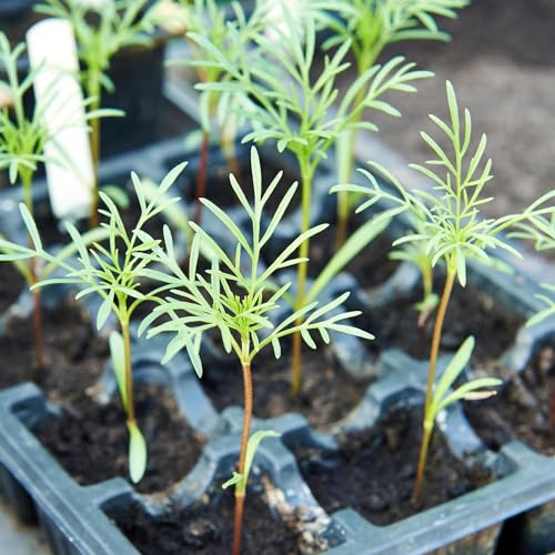 Cosmos Seeds Original Crazy Mix 1.5 Ounce Heirloom Bulk Pack (7000 Count)
