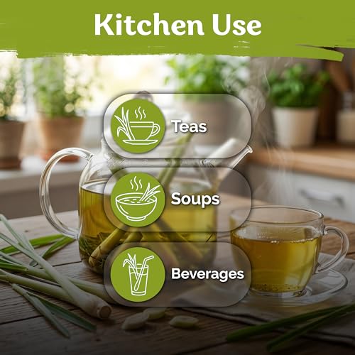 800 Lemongrass Heirloom Herb Seeds for Planting