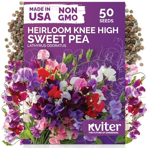 50 Knee High Sweet Pea Heirloom Flower Seeds