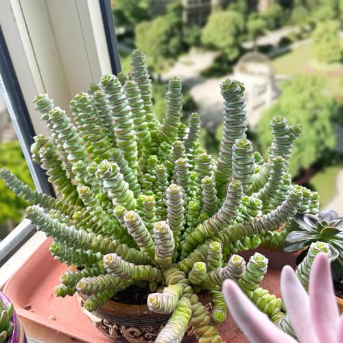 4" String of Buttons in Green Stripe Pot (Green)