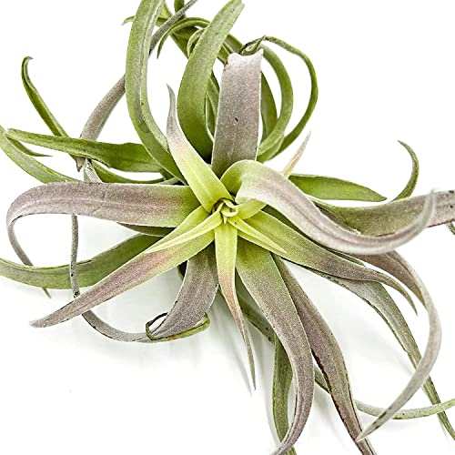 Air Plants Tillandsia Cacticola (2 Count)
