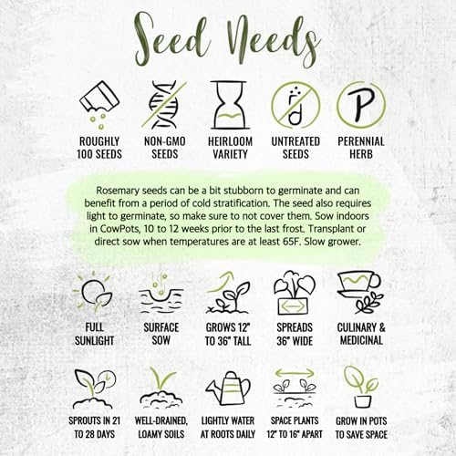 Rosemary Seeds to Plant Heirloom Non (5 Packs)