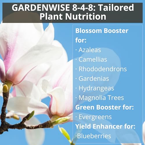 8-4-8 Acidic Fertilizer for Azaleas, Camellias (Camelia), Hydrangeas, Blueberries, Gardenias, Magnolia Trees, Evergreens, and Rhododendrons - Ideal Iron-Rich Plant Food (12 OZ) (12 Ounce)