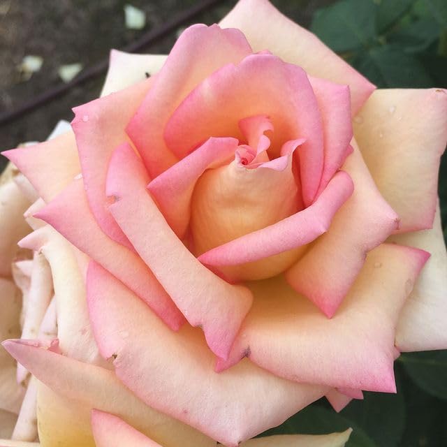 Heirloom Hybrid Tea Roses (The Lady)