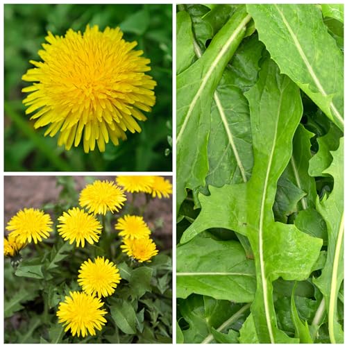 Dandelion Seeds to Plant Heirloom & Non (2 Packs)