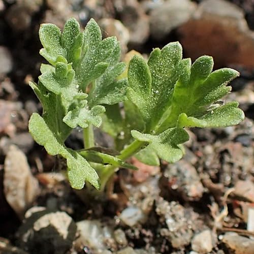 Wormwood Seeds to Plant Heirloom Non (5 Packs)