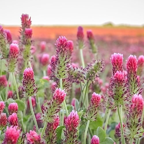 Mountain Valley Seed Co Clover Trio Seed Blend (80 Ounce)